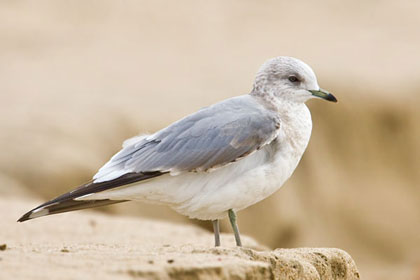 Mew Gull Photo @ Kiwifoto.com