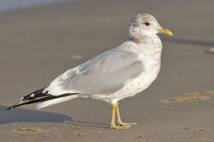 Mew Gull Image @ Kiwifoto.com