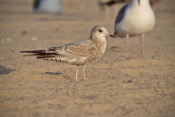Mew Gull Image @ Kiwifoto.com