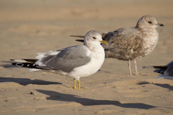 Mew Gull Image @ Kiwifoto.com