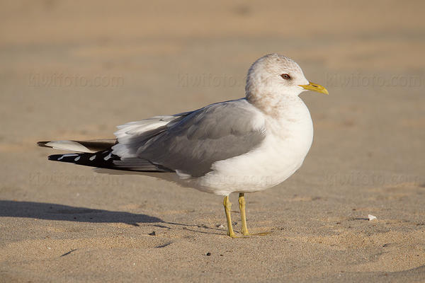 Mew Gull Photo @ Kiwifoto.com