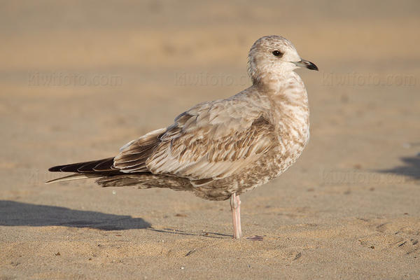 Short-billed Gull (1st cycle)