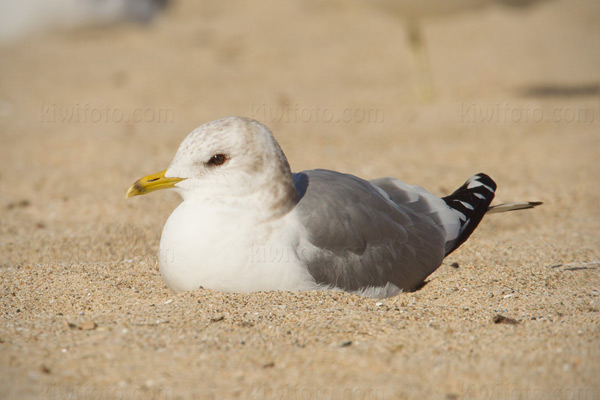 Mew Gull Photo @ Kiwifoto.com