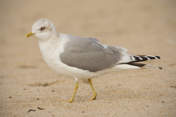 Mew Gull Image @ Kiwifoto.com