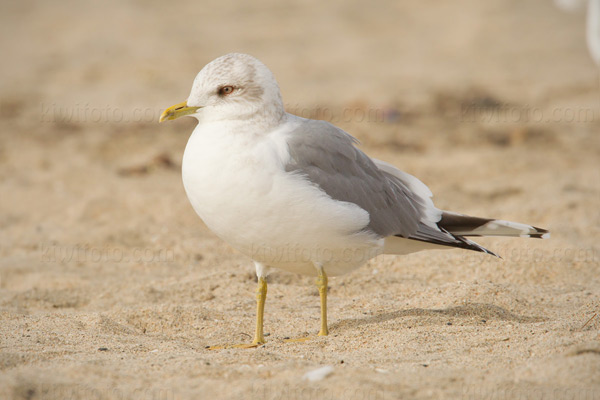 Mew Gull Image @ Kiwifoto.com
