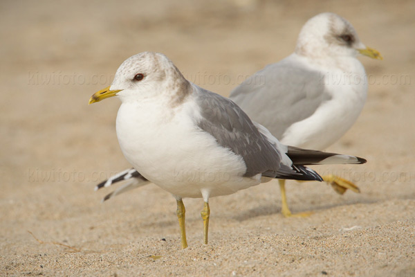 Mew Gull Image @ Kiwifoto.com