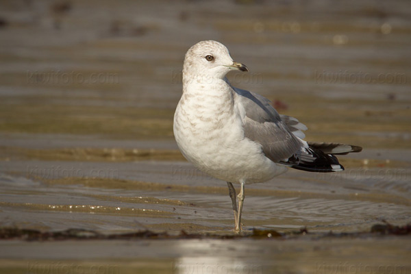 Mew Gull Photo @ Kiwifoto.com