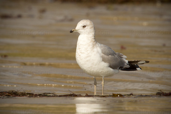 Mew Gull Image @ Kiwifoto.com