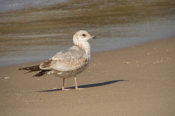 Mew Gull Image @ Kiwifoto.com