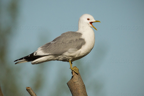 Mew Gull Photo @ Kiwifoto.com