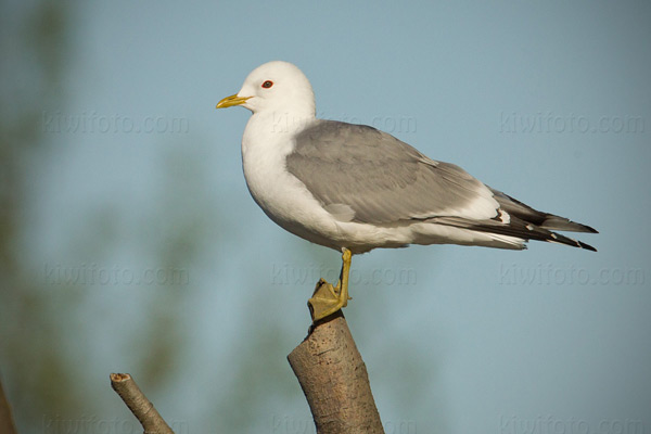 Mew Gull Photo @ Kiwifoto.com