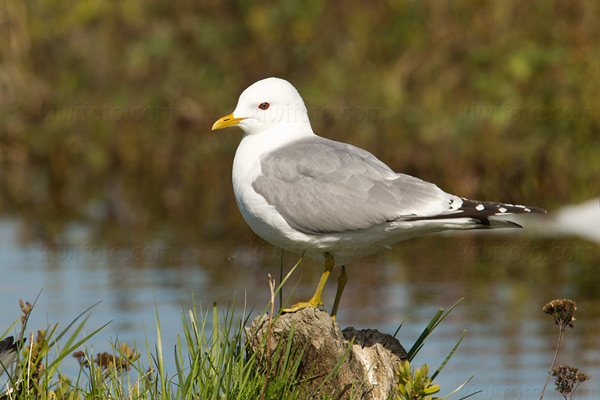 Mew Gull Picture @ Kiwifoto.com