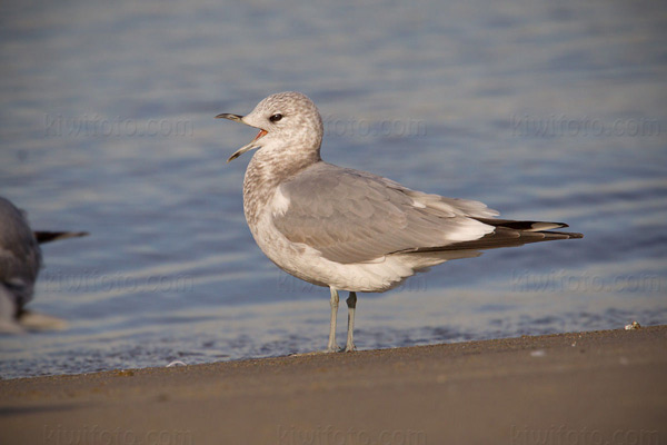 Mew Gull Image @ Kiwifoto.com