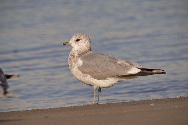 Mew Gull Image @ Kiwifoto.com