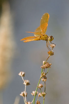 Mexican Amberwing Picture @ Kiwifoto.com