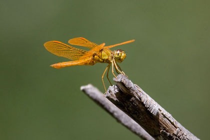 Mexican Amberwing Photo @ Kiwifoto.com