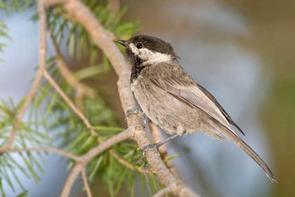 Mexican Chickadee Picture @ Kiwifoto.com