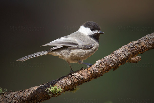 Mexican Chickadee