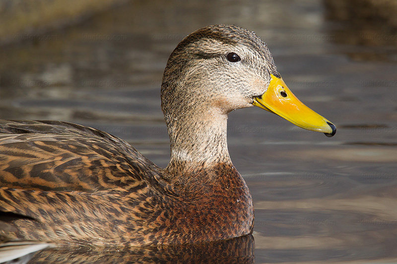 Mexican Duck Image @ Kiwifoto.com