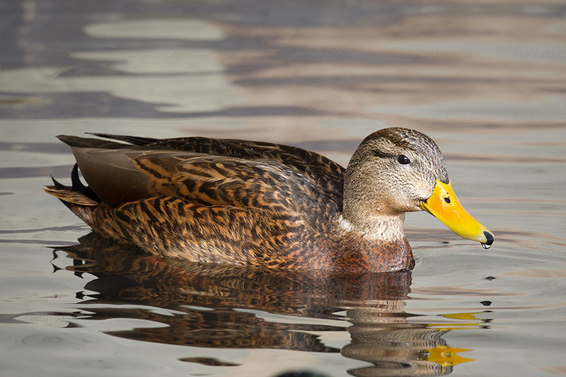 Mexican Duck Photo @ Kiwifoto.com