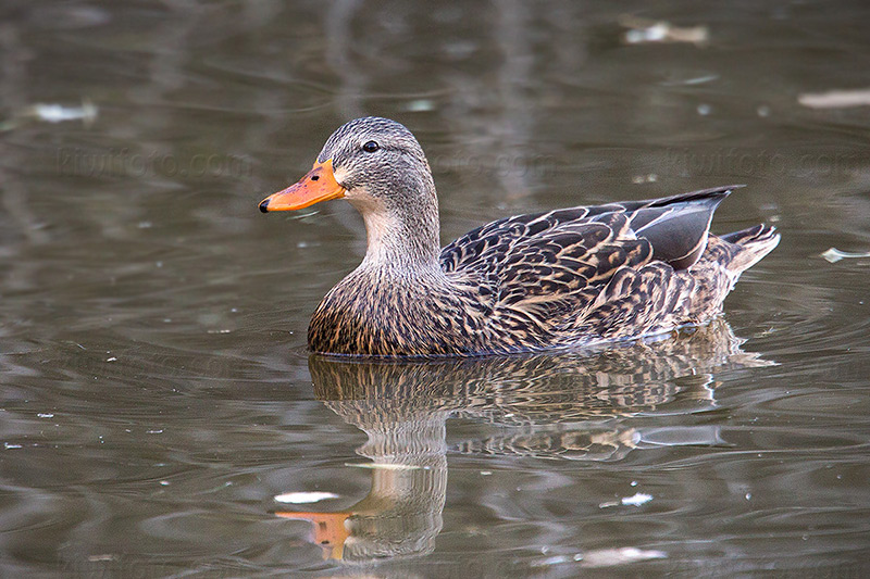 Mexican Duck Picture @ Kiwifoto.com