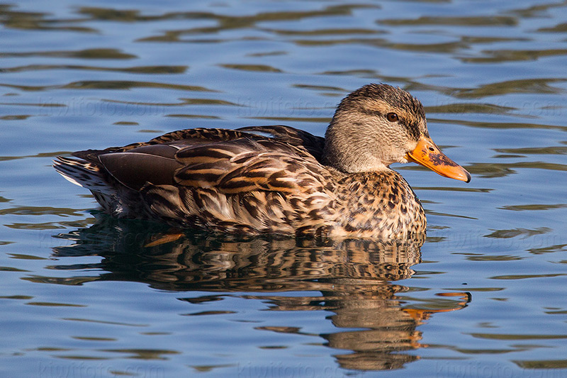 Mexican Duck Photo @ Kiwifoto.com