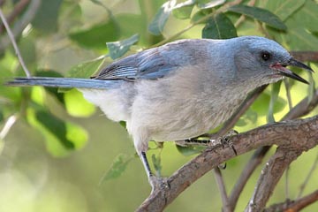 Mexican Jay Picture @ Kiwifoto.com