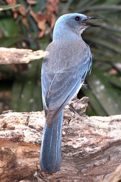 Mexican Jay Image @ Kiwifoto.com