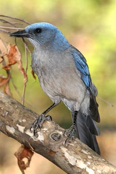 Mexican Jay Photo @ Kiwifoto.com