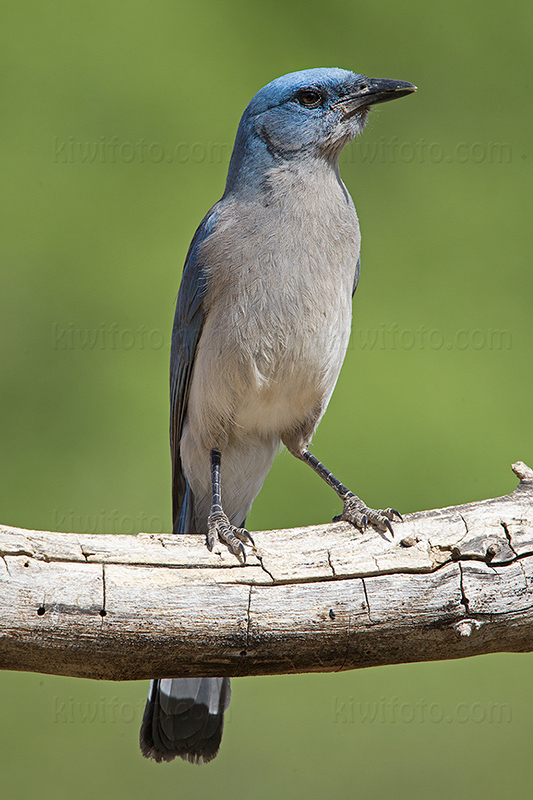 Mexican Jay Image @ Kiwifoto.com