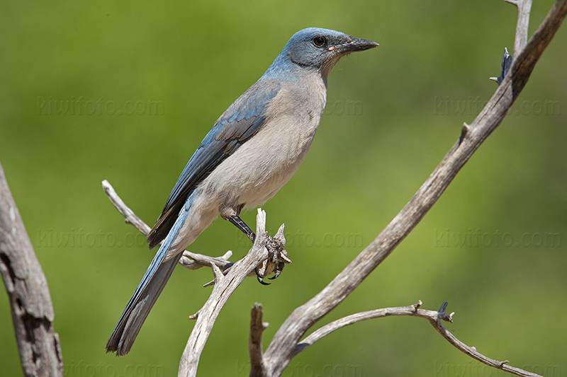 Mexican Jay Picture @ Kiwifoto.com