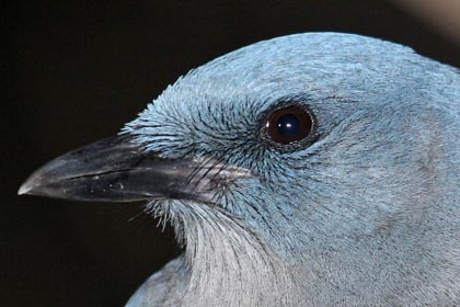 Mexican Jay Picture @ Kiwifoto.com