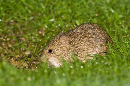 Mexican Vole Image @ Kiwifoto.com