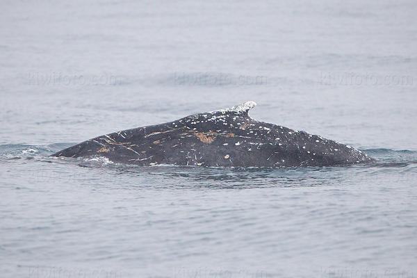 Minke Whale Image @ Kiwifoto.com