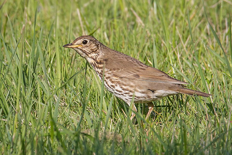 Mistle Thrush @ Erstaviksvägen, Saltsjö-Duvnäs, Stockholms län, Sweden