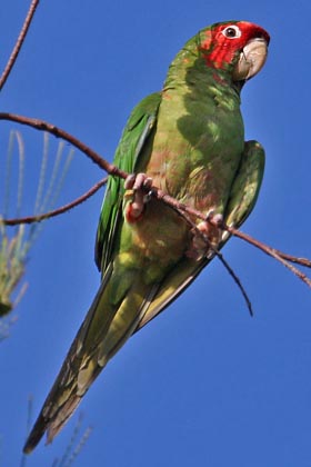 Mitred Parakeet Photo @ Kiwifoto.com