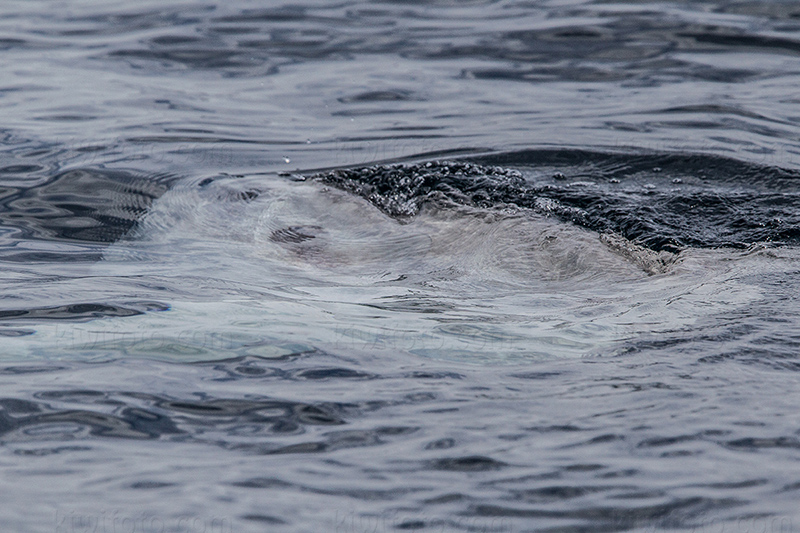 Mola Mola Photo @ Kiwifoto.com