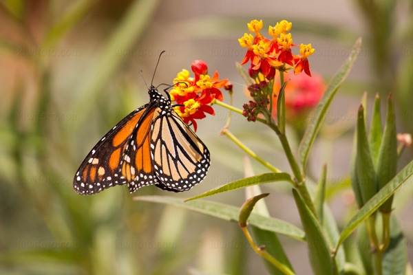 Monarch Picture @ Kiwifoto.com