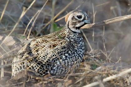 Montezuma Quail Photo @ Kiwifoto.com