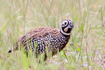 Montezuma Quail Photo @ Kiwifoto.com