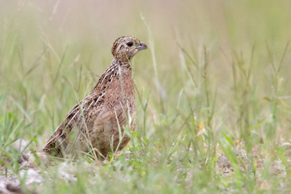 Montezuma Quail (juvenile)