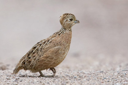 Montezuma Quail (juvenile)