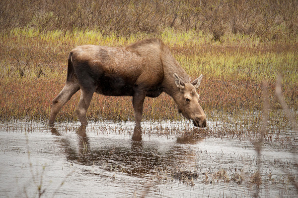 Moose Image @ Kiwifoto.com