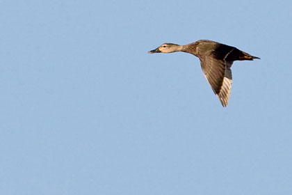 Mottled Duck Image @ Kiwifoto.com