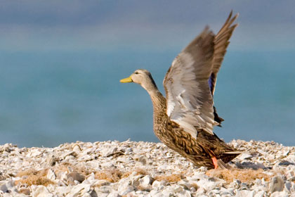 Mottled Duck Image @ Kiwifoto.com