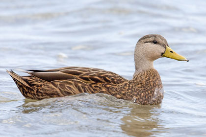 Mottled Duck Picture @ Kiwifoto.com