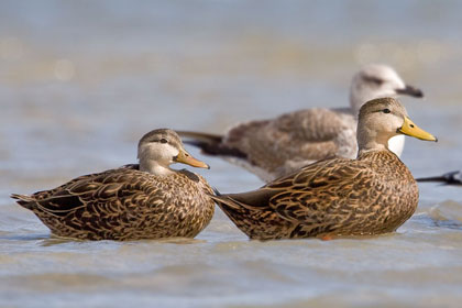 Mottled Duck Image @ Kiwifoto.com