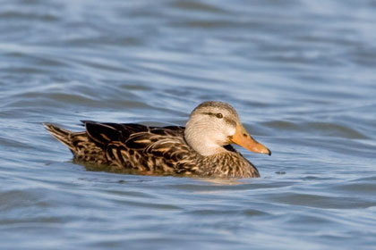 Mottled Duck Image @ Kiwifoto.com