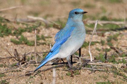 Mountain Bluebird Image @ Kiwifoto.com