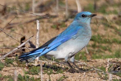 Mountain Bluebird Image @ Kiwifoto.com